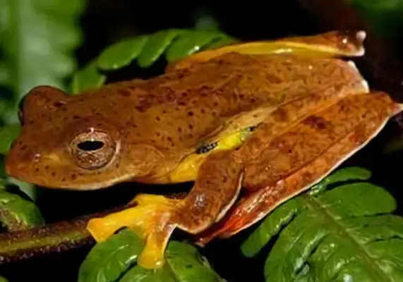 I.D. The brown leaf palm frog