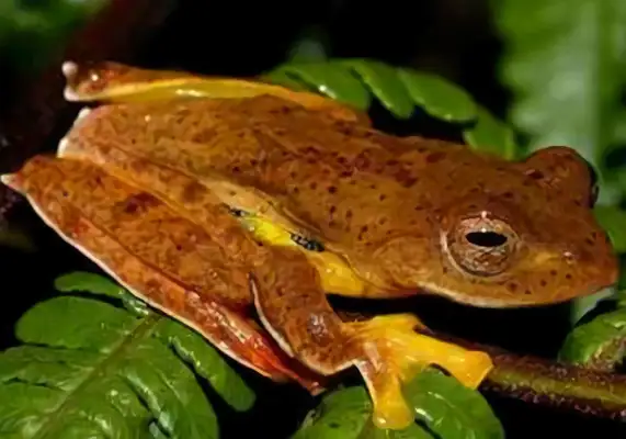 I.D. The brown leaf palm frog