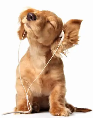 Dog species introduction and selection techniques