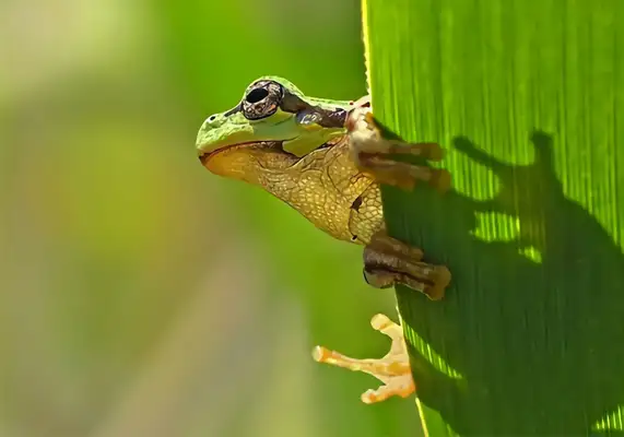 I.D. The brown leaf palm frog