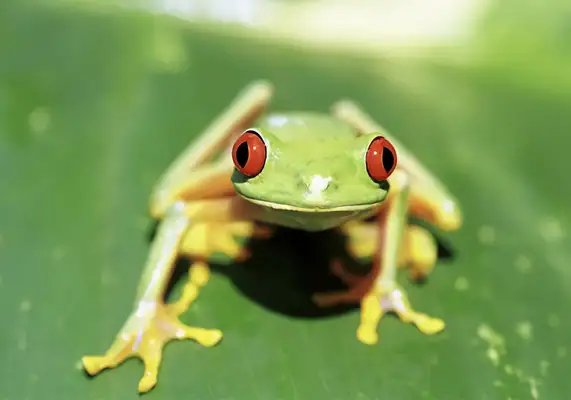 I.D. The brown leaf palm frog