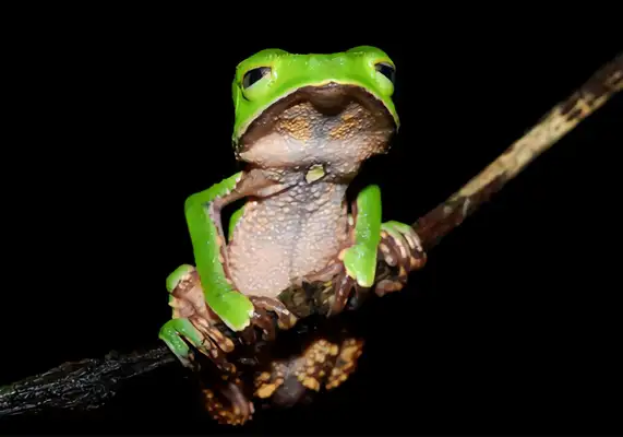 I.D. The brown leaf palm frog