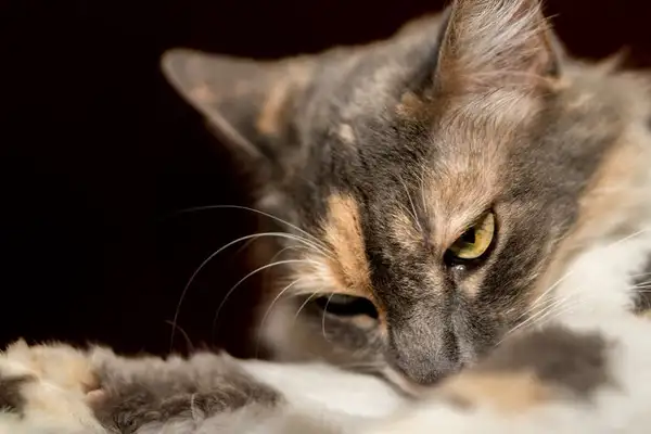Introduction to Europe’s Short-Face Cats