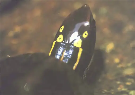Identities of four-eyed water turtles