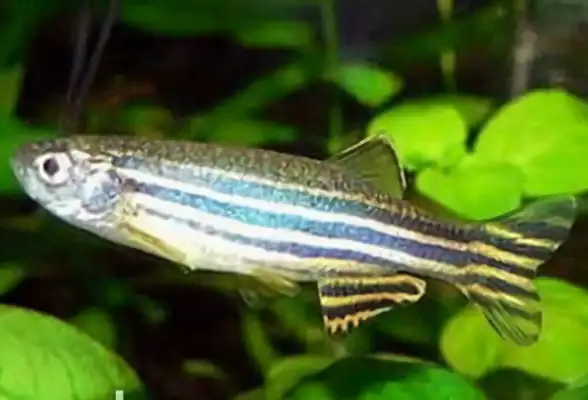 Zebra Fish Identity Information