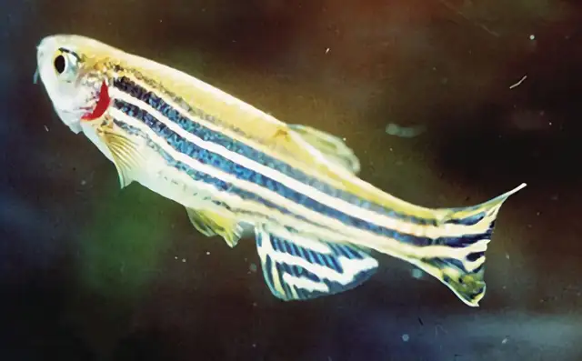 Zebra Fish Identity Information