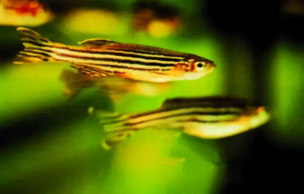 Zebra Fish Identity Information