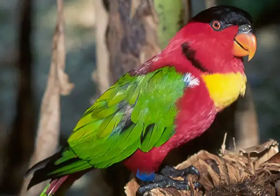 Yellow-collar parrot identity information