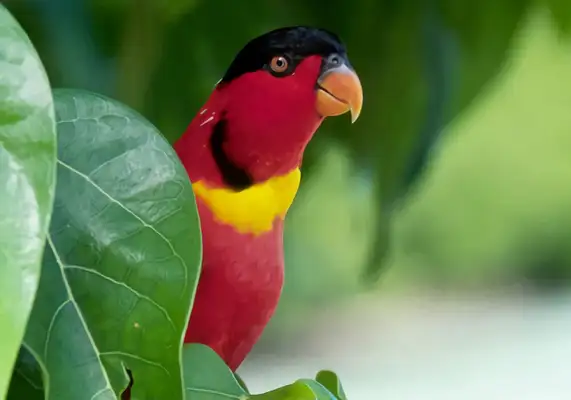 Yellow-collar parrot identity information