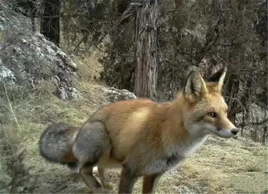 Red fox. Red fox profile