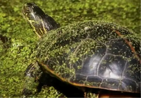 Red print turtle identity information