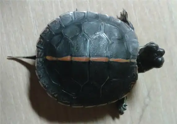 Red print turtle identity information
