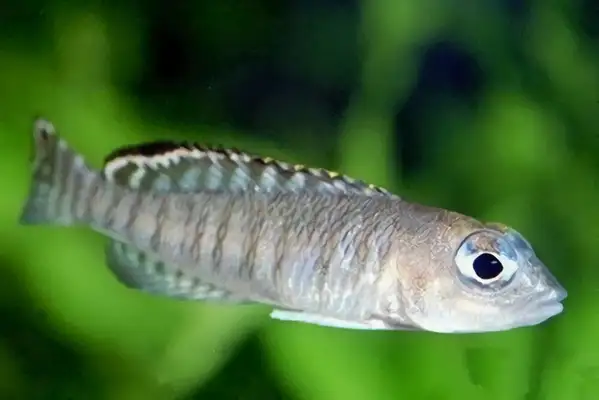 Blue-eyed identity information