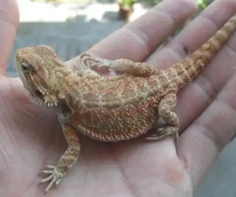 Iguana species overview