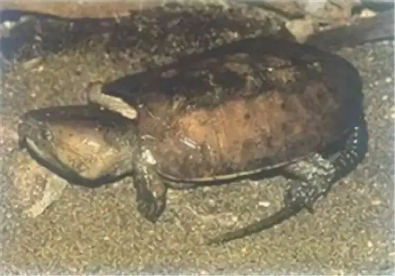 Information on the identity of Myanmar ' s flat chest turtle