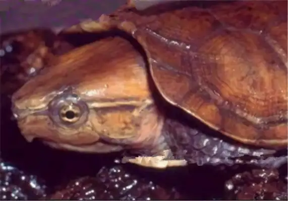 Information on the identity of Myanmar ' s flat chest turtle