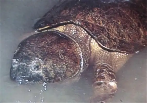 Information on the identity of Myanmar ' s flat chest turtle