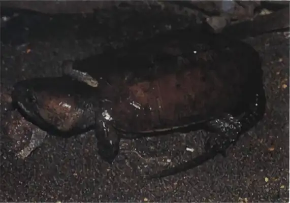 Information on the identity of Myanmar ' s flat chest turtle