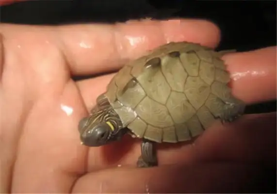 Mississippi map turtle identity information