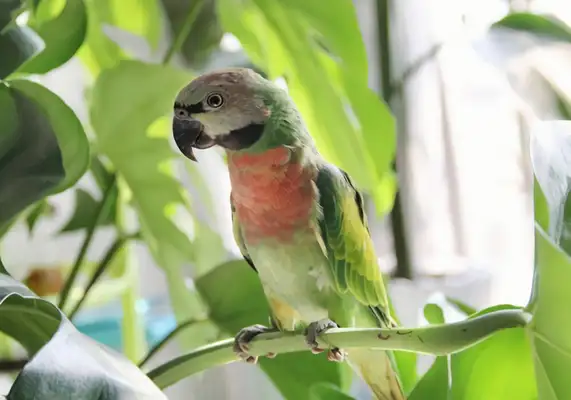 I.D. The parrot