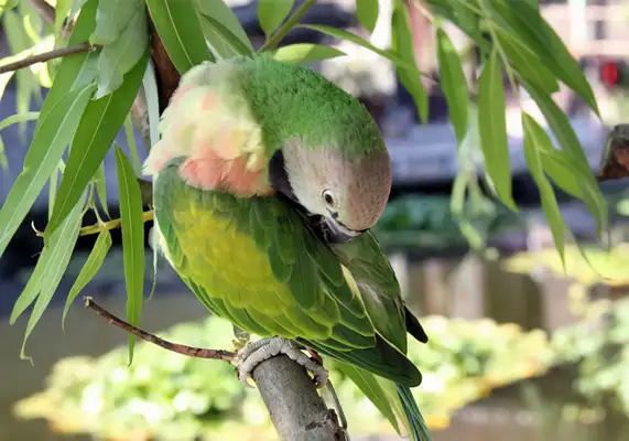 I.D. The parrot