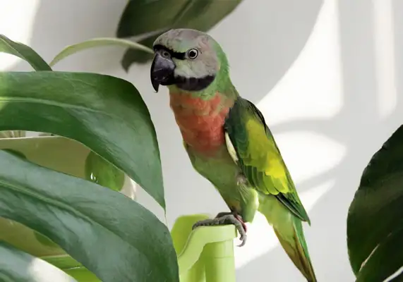 I.D. The parrot