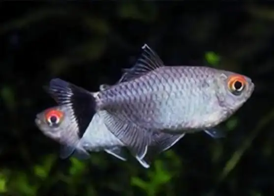Silver screen lightfish identity information