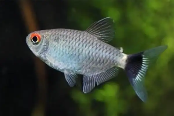 Silver screen lightfish identity information