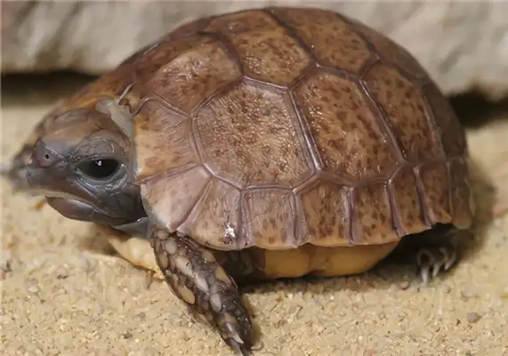 The bell is folded to back the turtle's identity information