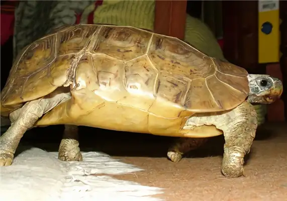 The bell is folded to back the turtle's identity information