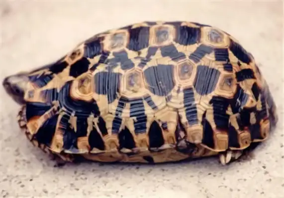 The bell is folded to back the turtle's identity information