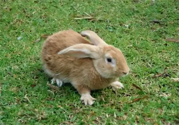Fujian Wong Rabbit Identity Information
