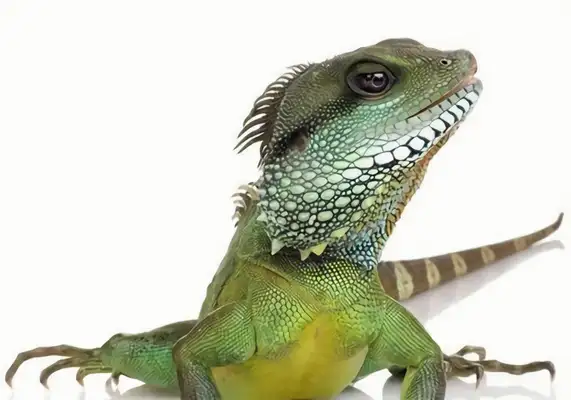 Green iguana identity information