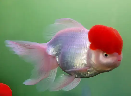 Goldfish identity information