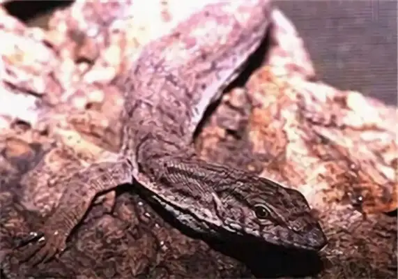 Consider the identity of the giant iguana