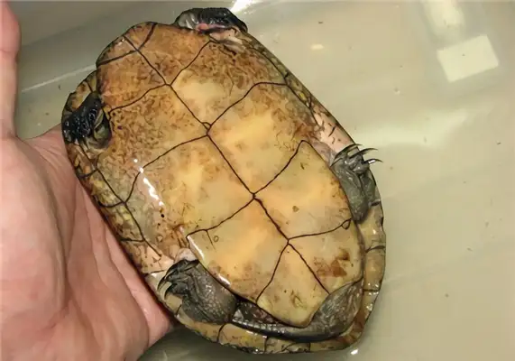 I need an I.D. on the water turtle