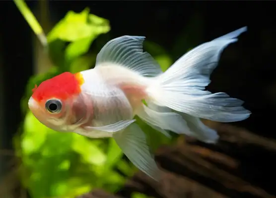 Goldfish identity information