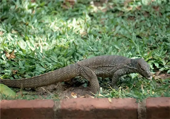 Information on the identity of the Bengali lizard