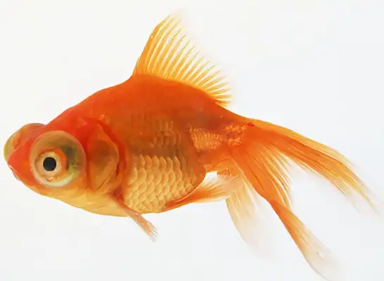 Goldfish identity information