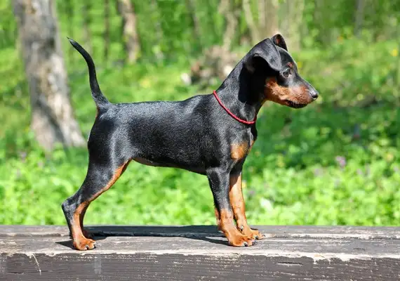 Introduction to the canine variety in Newfoundland