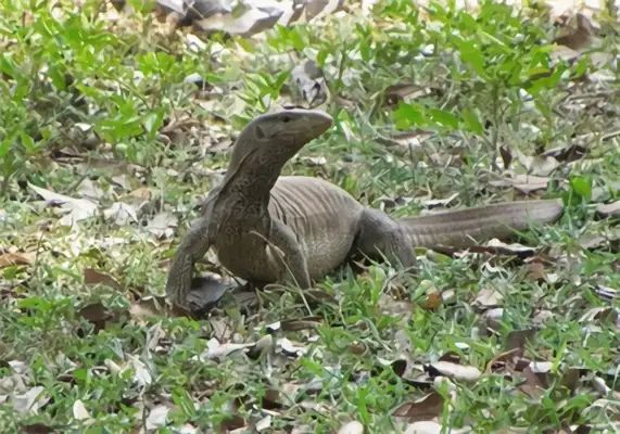 Information on the identity of the Bengali lizard