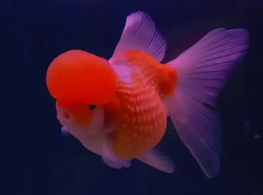 Goldfish identity information