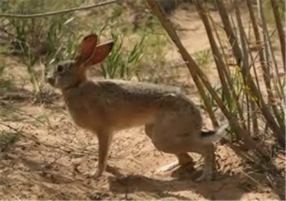 Tarry Rabbit Identity Information