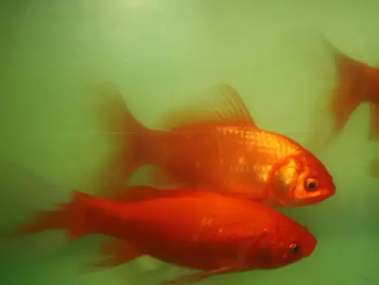 Goldfish identity information