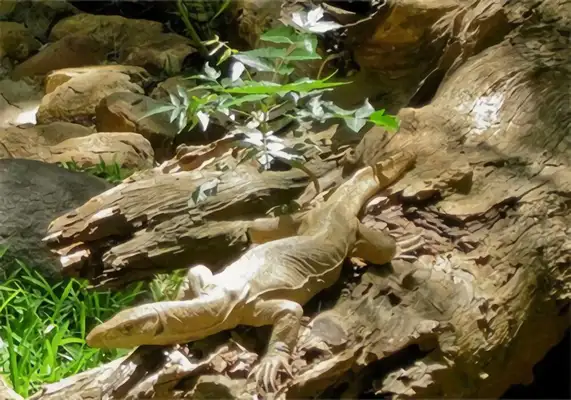 Information on the identity of the Bengali lizard