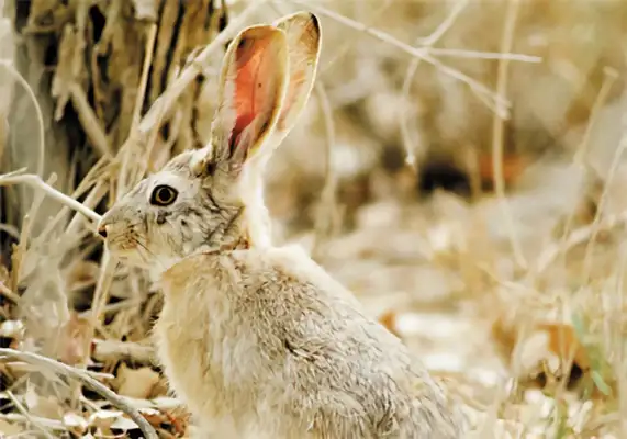 Tarry Rabbit Identity Information