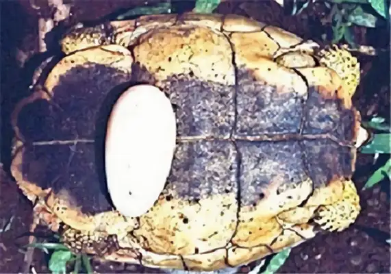 The identity of the ploughwood turtle
