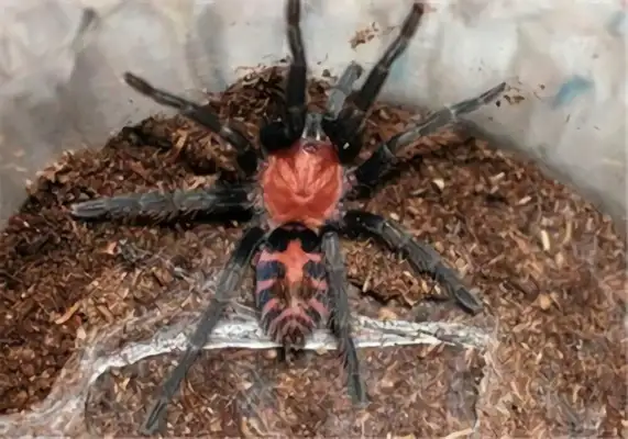 Costa Rican Tiger tail identity information