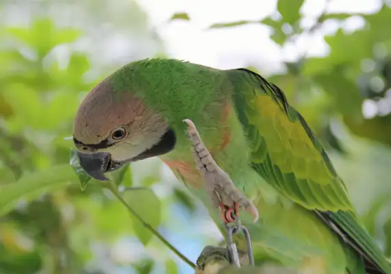 I.D. The parrot
