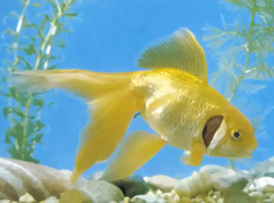 Brown high-head flipping goldfish identity information